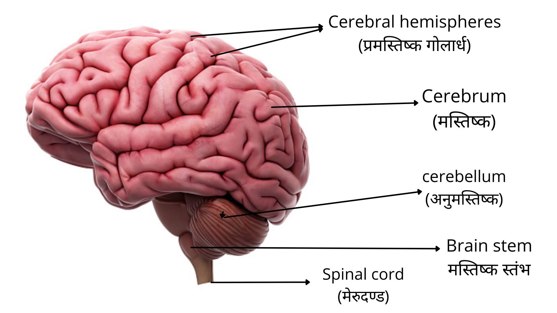 मस्तिष्क, मस्तिष्क की संरचना और चित्र